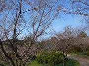 トシローさんの鶴生田川のさくらの投稿写真1