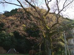こうむさんの岐阜護國神社への投稿写真1