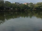 Kuda12さんの石神井池の投稿写真1