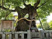 しちのすけさんの中山神社の社叢(神社の森)の投稿写真1