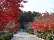 寅吉さんの本興寺の投稿写真1