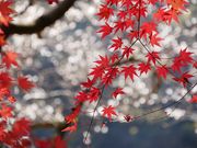 zunzuさんの小原四季桜の投稿写真1