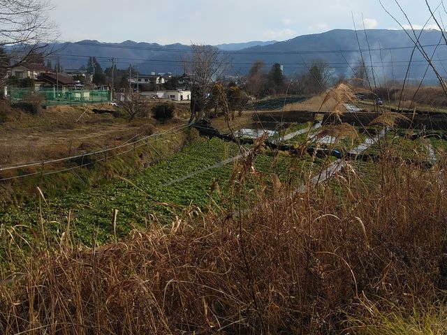 かんのプロさんの丸六穂高わさび問屋の投稿写真1