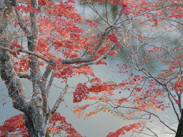 お堀の傍はまだ紅葉が残っていました_棚倉城跡の紅葉