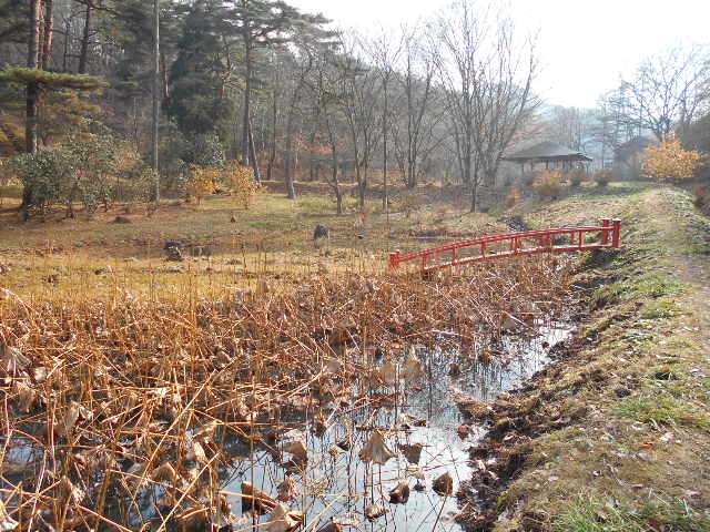 トシローさんのやながわ希望の森公園「湿性植物園」「さくらの森」の投稿写真1