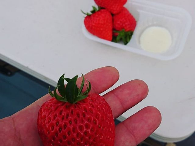 大きいイチゴ_ちりあファーム