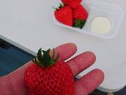 もりもっさんさんのちりあファームの投稿写真1