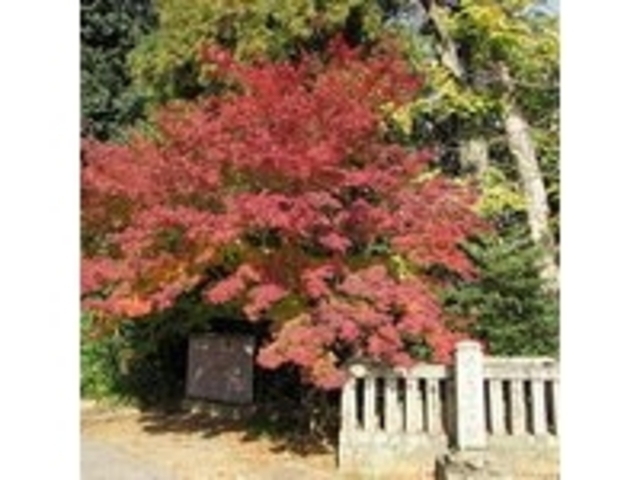 美しい紅葉_光明寺