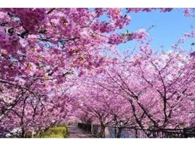 河津桜まつり_河津桜まつり
