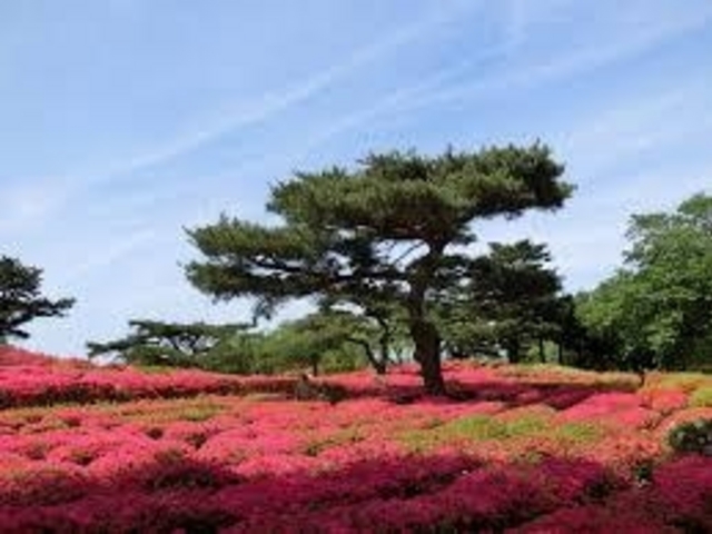 つつじ_小室山公園のつつじ