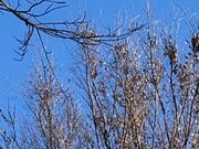 さーぴーさんの諏訪神社の投稿写真1