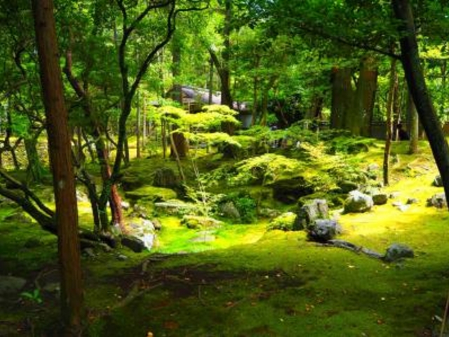 苔寺_西芳寺