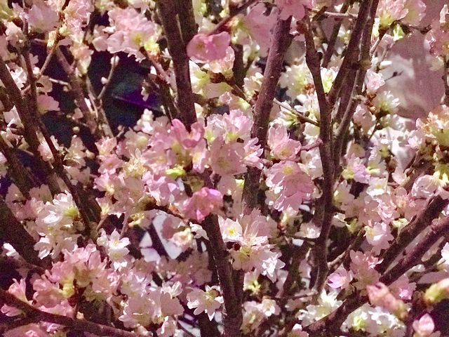 【日本橋三井ホール】FLOWERS BY NAKED 2019 ー東京・日本橋ー_日本橋三井ホール