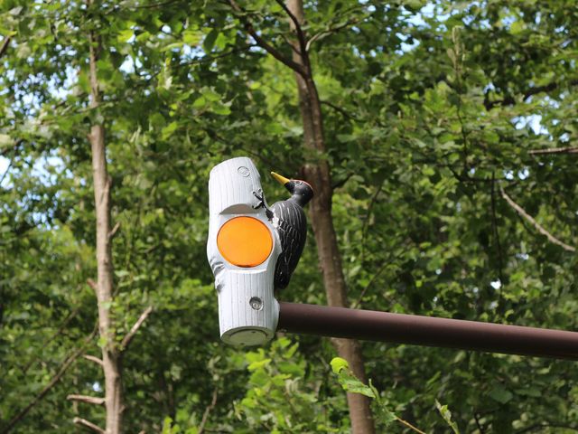 たかちゃんさんの白金野鳥の森自然歩道の投稿写真2