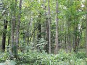たかちゃんさんの白金野鳥の森自然歩道の投稿写真3