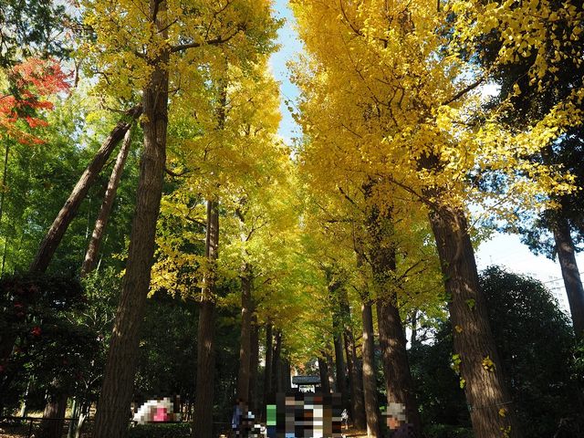 銀杏並木_大田黒公園