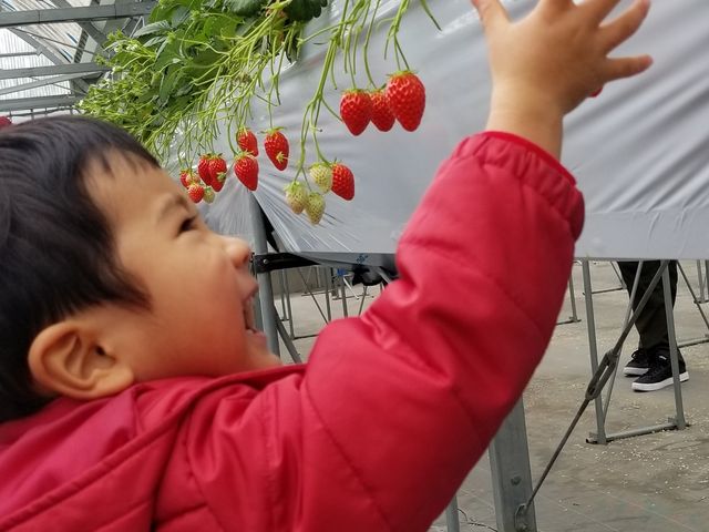 自分で取るって言って張り切ってました。_おざきいちご園