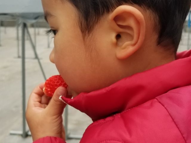 甘いイチゴに大満足_おざきいちご園