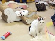 ひぃこさんの浅草ねこ園の投稿写真1