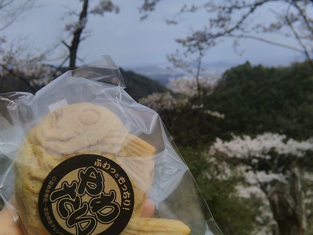 やわたい持参でお花見に_鯛宝楽 篠栗本店