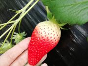 りkaさんの橋いちご園の投稿写真4