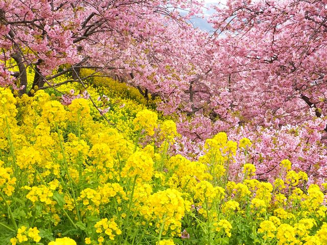 ニコちゃんさんの西平畑公園の投稿写真1