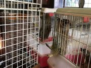 mencoさんの八木山高原ピクニカ共和国の投稿写真1