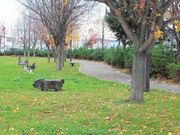 たかちゃんさんの旭公園の投稿写真3