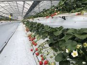 らしいですさんのいちご観光農園〜熊本あしきた いちごの森〜の投稿写真1