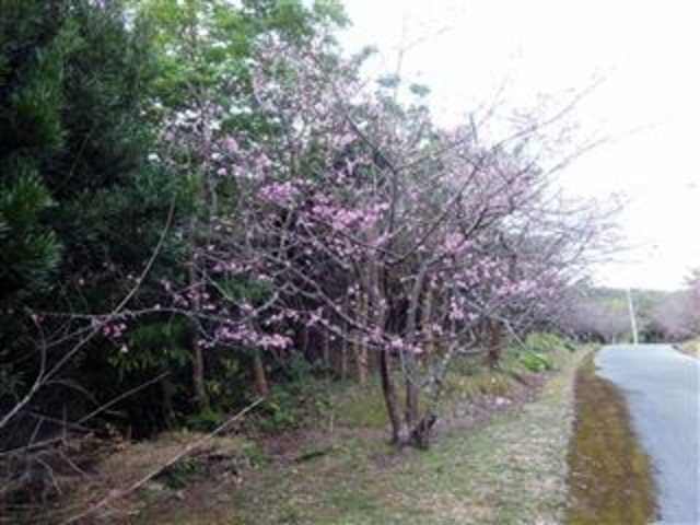 2019.1.28「アーラ林道に咲く:寒緋桜」(久米島)_アーラ浜