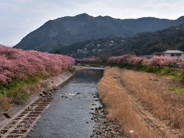 河津川_河津川