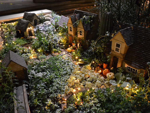 多肉植物 ハロウィン_三陽メディアフラワーミュージアム(千葉市花の美術館)