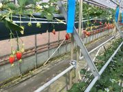 りゃんこさんのみなくちいちご園の投稿写真1