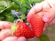 りゃんこさんのみなくちいちご園の投稿写真2