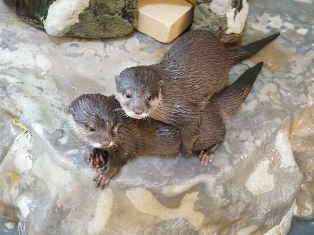 カワウソ_新屋島水族館