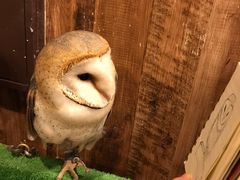 ぱーさんのふくろうカフェ Ricky仙台店への投稿写真1