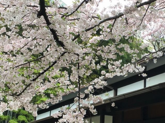 桜_八芳園