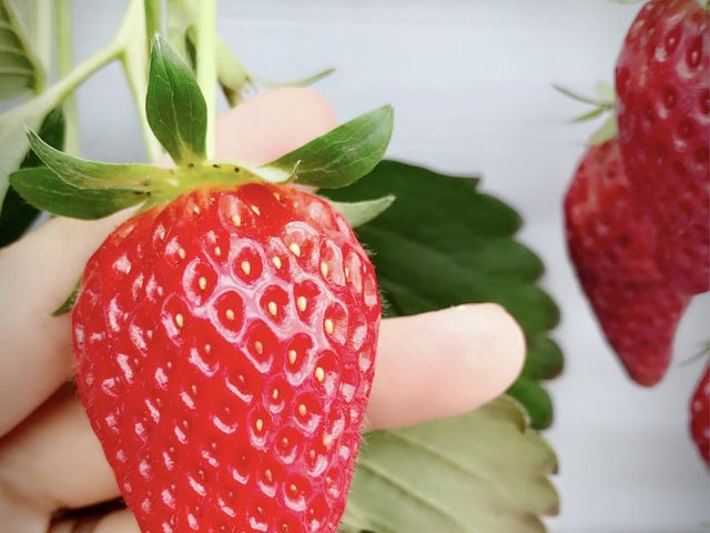 大きな苺_くだもの王国