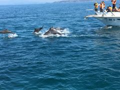 なお、さんのイルカウォッチング受付予約センターへの投稿写真1
