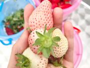 みなみんさんのくだもの王国の投稿写真6