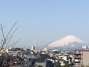 しゅりさんの野毛山公園の桜の投稿写真1
