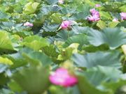 みっこさんの内沼の投稿写真1