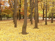 はなさんの円山公園の投稿写真1