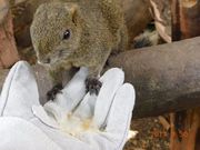 つねさんの金華山リス村の投稿写真1