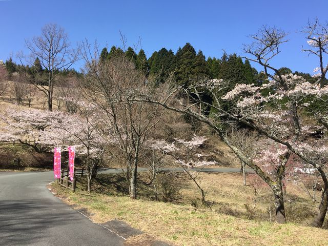 期間中は一方通行になっているので左側に車を駐停車してもOKになってます。_高森峠の千本桜