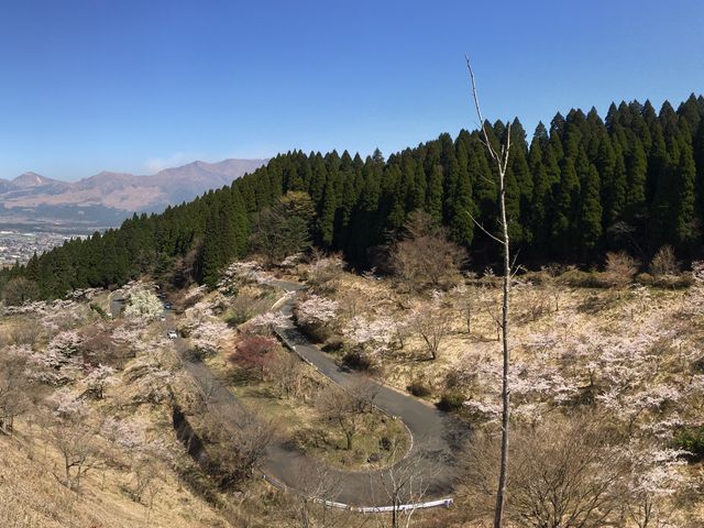 展望所からの景色_高森峠の千本桜