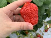 まあやさんのいちご狩り専門園いちごハウス木場の投稿写真1