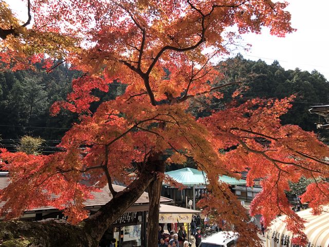 綺麗に紅葉しており、沢山の人で賑わってました。_大窪寺