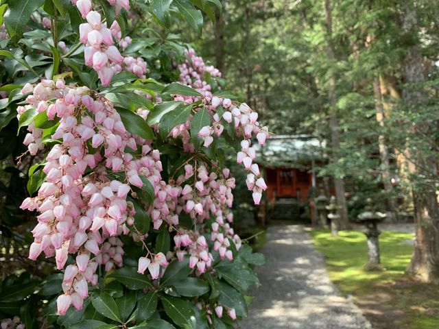 名前はわからないですが…
可愛い花が咲いてました_北畠氏館跡庭園