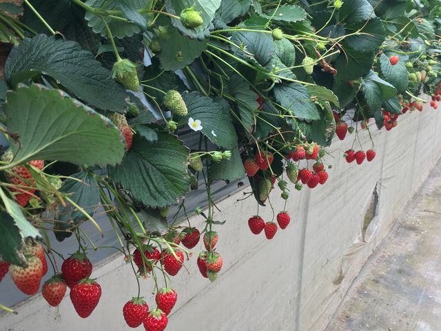 いちごです。_すぎやまいちご園